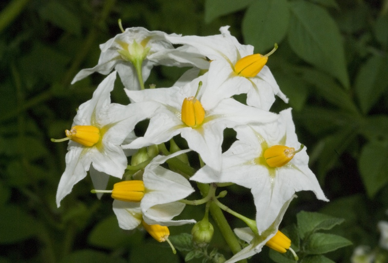 Foto de una inflorescencia de Solanum chacoense